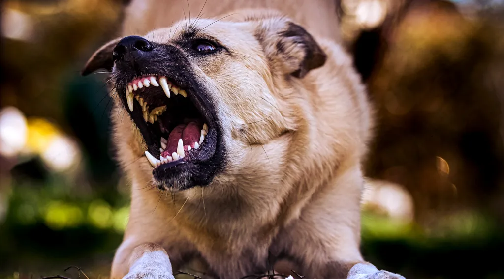 New York Dog Bite Laws & Statutes