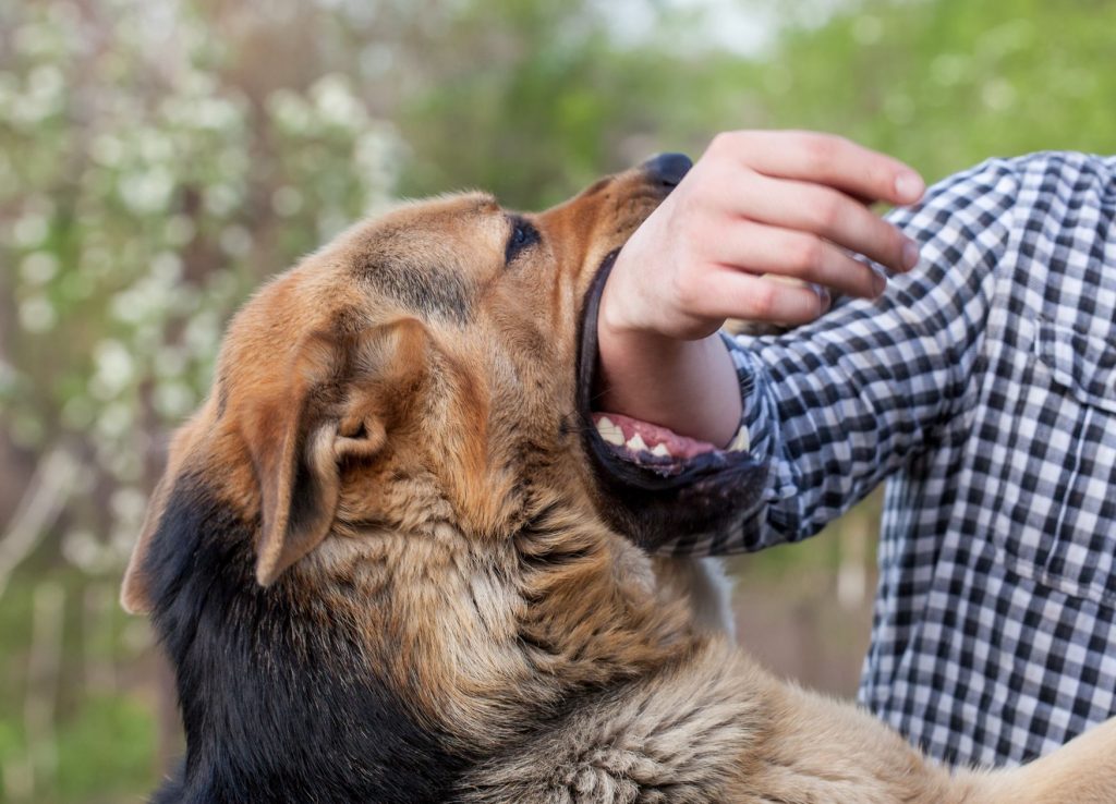 New York Dog Bite Lawyer